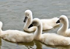 swans-1436275_640